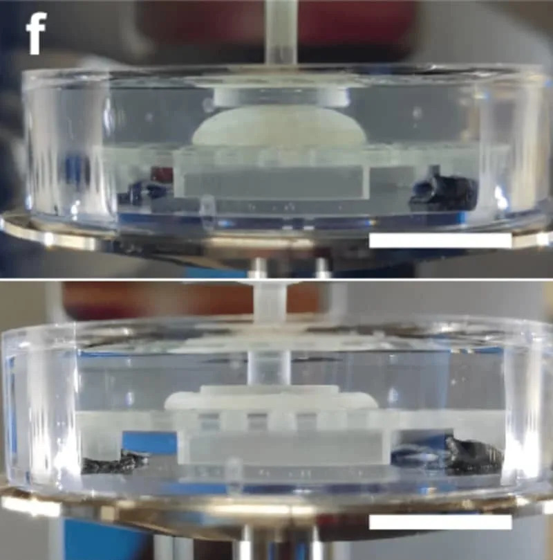 Programabilni hidrogel: 'pametna koža' koja skriva slike, menja teksturu i oblik