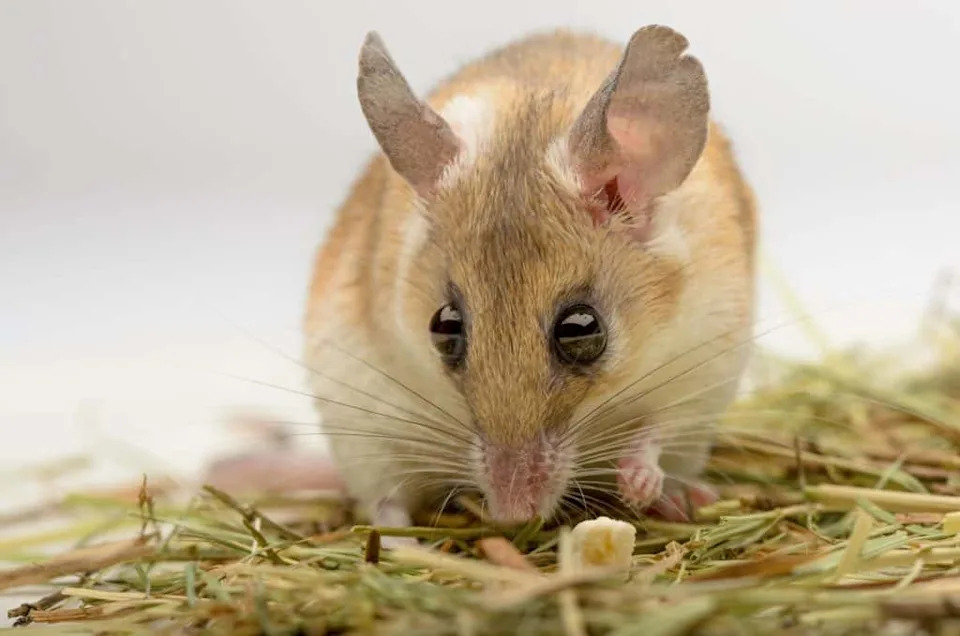 Medicinski fenomen: Miš koji može da regeneriše kožu i hrskavicu