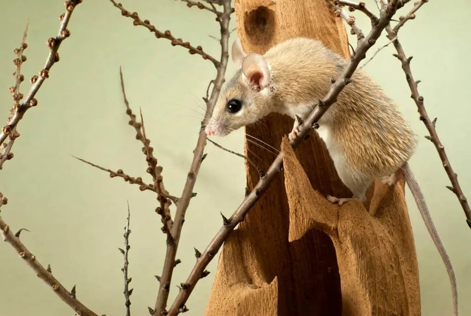 Medicinski fenomen: Miš koji može da regeneriše kožu i hrskavicu