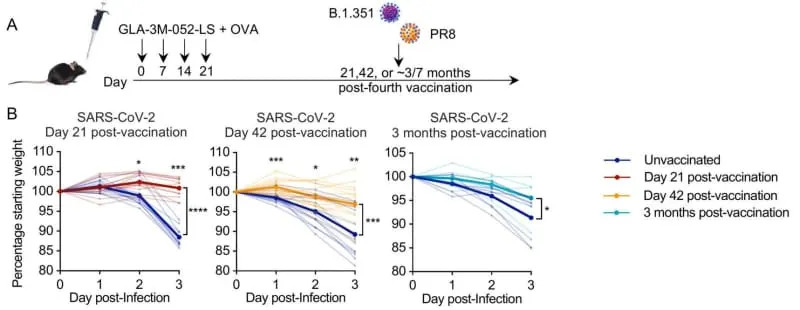 Nova nosna vakcina u miševa štiti pluća mesecima — protiv virusa, bolničkih bakterija i alergena