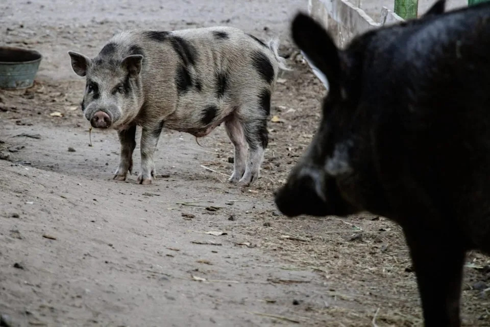 Fukušima: Kako su „super-svinje“ nastale iz bekstva i genetskog mešanja — majčinske linije koje menjaju ekosistem