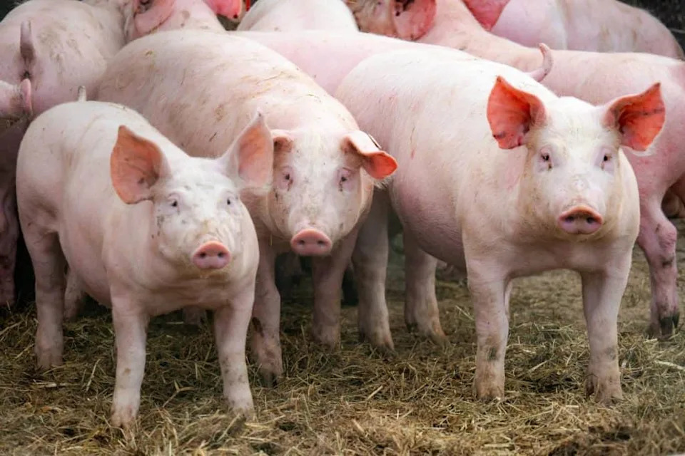 Fukušima: Kako su „super-svinje“ nastale iz bekstva i genetskog mešanja — majčinske linije koje menjaju ekosistem