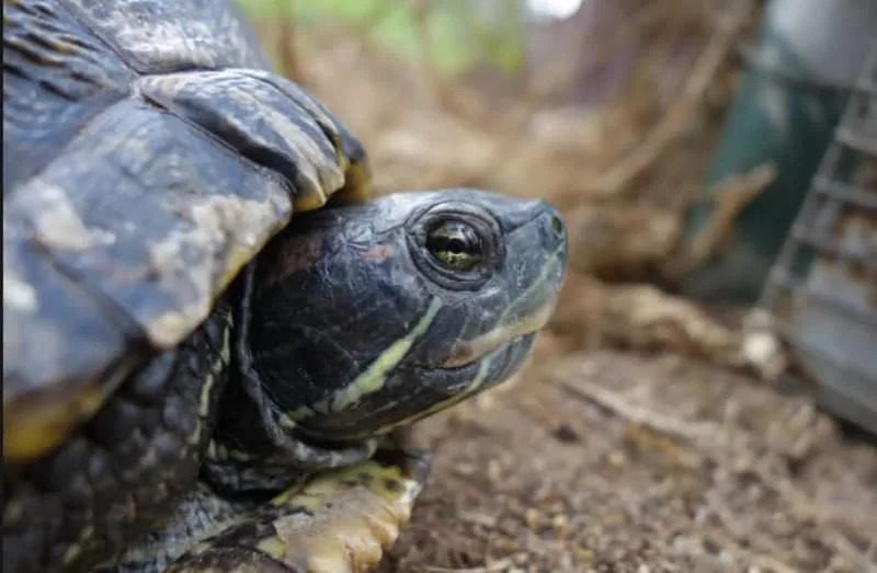Mozgovi kornjača otkrivaju drevne vizuelne sposobnosti stare stotinama miliona godina