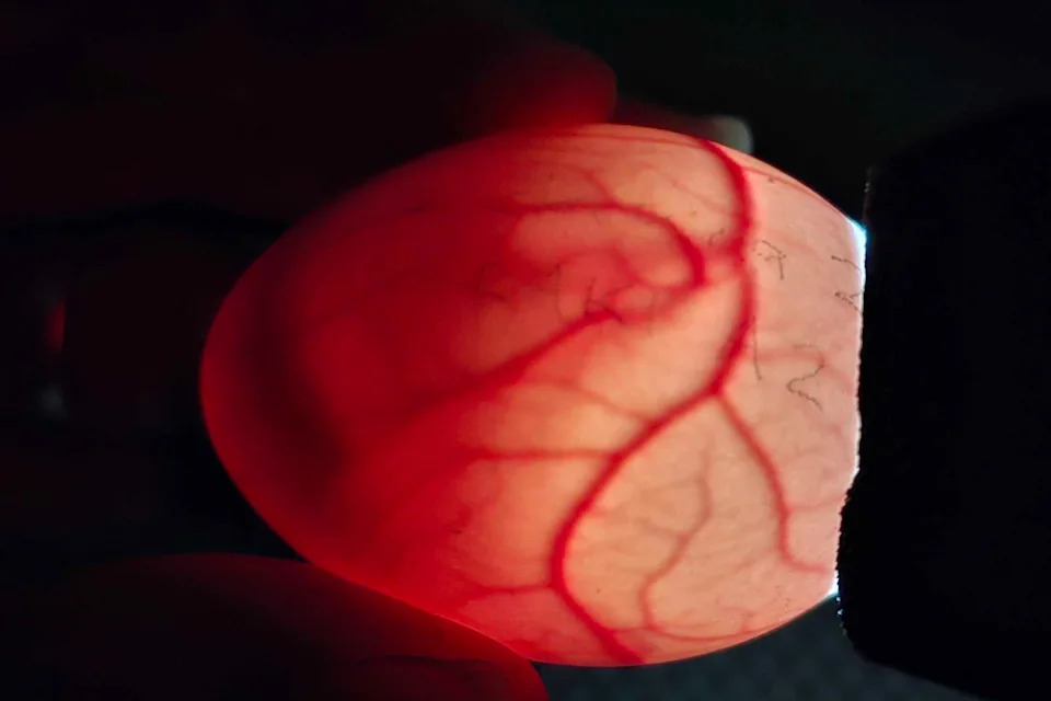 Izobilje bobica pokrenulo retku sezonu parenja kakapoa, jedinstvenog neletajućeg papagaja