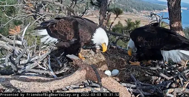 Race to Save Moon Camp: $10M Needed to Protect Bald Eagles Jackie and Shadow