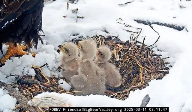 Race to Save Moon Camp: $10M Needed to Protect Bald Eagles Jackie and Shadow