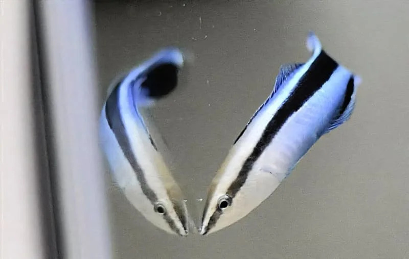 Ribe čistačice pokazuju znake samosvesti — ogledalo, kozica i ‘kontingencijsko’ ispitivanje