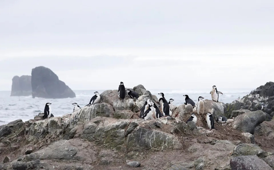 Britanski naučnici kopaju za drevnim patogenima u pingvinskom guanu na Antarktiku