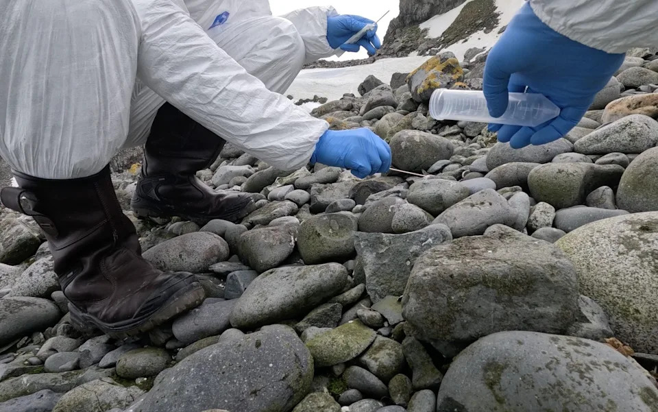 Britanski naučnici kopaju za drevnim patogenima u pingvinskom guanu na Antarktiku