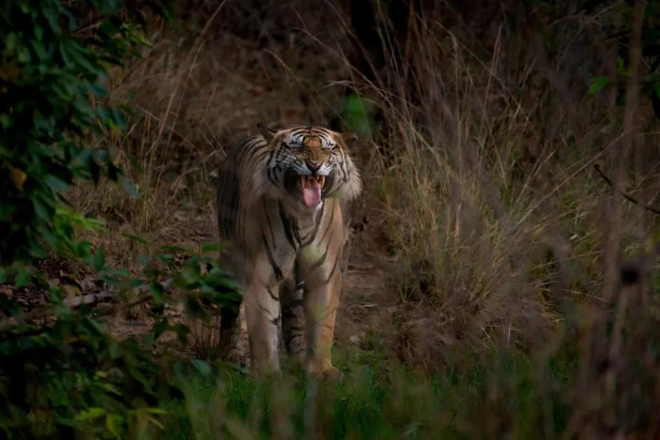 Koliko Dobro Ljudi Zaista Osete Mirise? Poređenje Sa Psima, Ajkulama i Drugim Životinjama