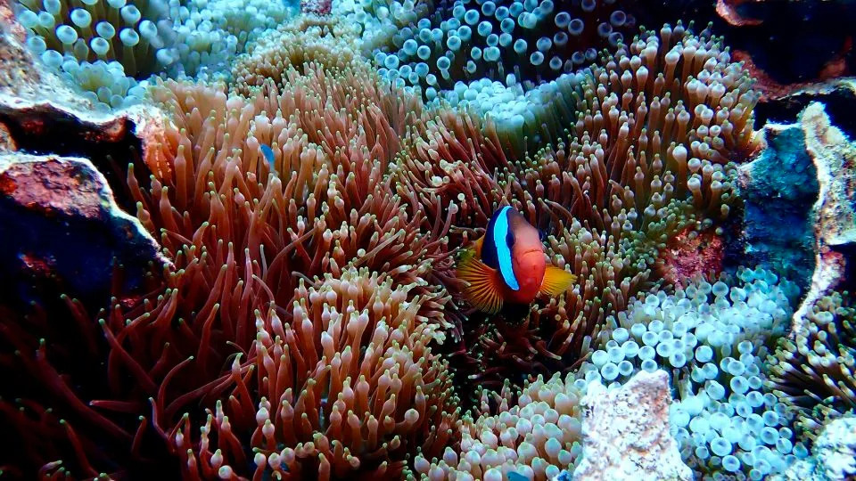 Majka i ćerka otkrile najveću dokumentovanu koralnu koloniju na svetu na Velikom koralnom grebenu