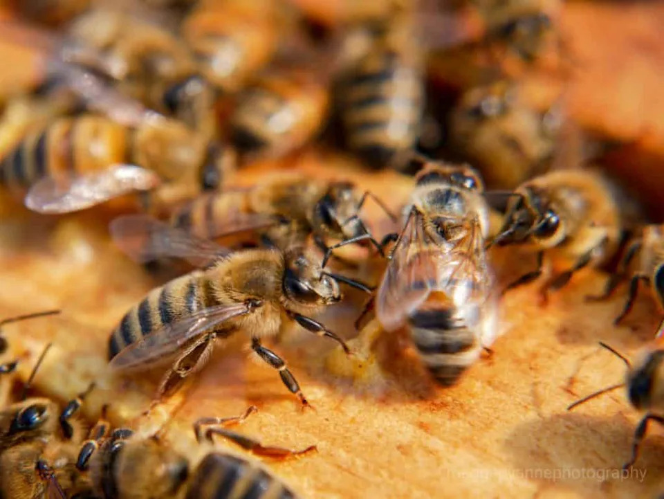 Šta Nam Mozak Pčele Može Reći O Učenju i Mentalnom Zdravlju Ljudi