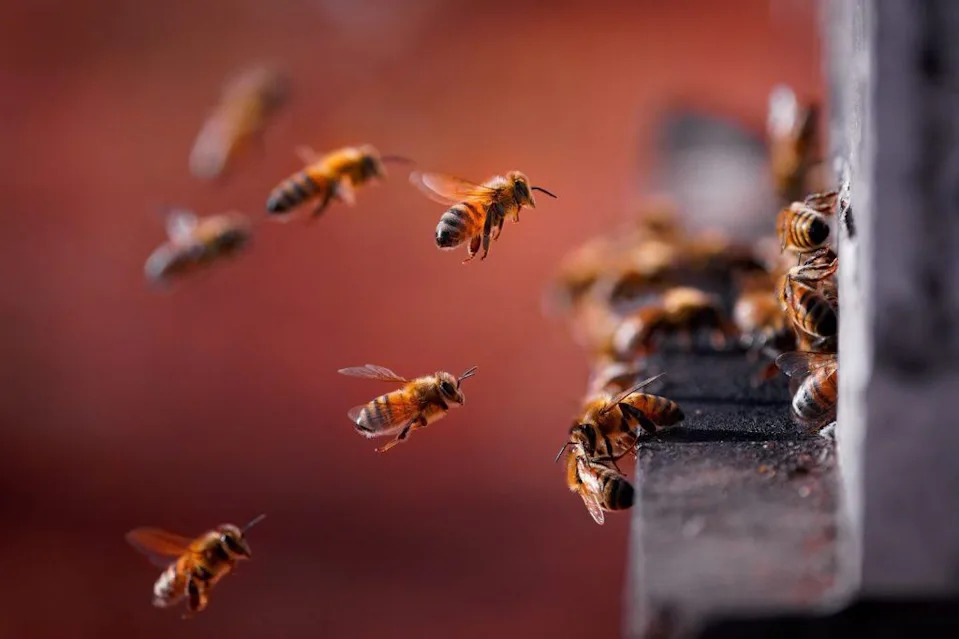 Šta Nam Mozak Pčele Može Reći O Učenju i Mentalnom Zdravlju Ljudi