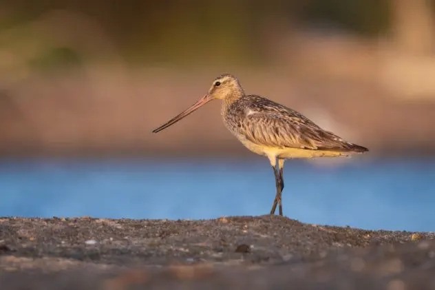 Neverovatan Podvig: Četvoromesečni Bar-Tailed Godwit 'B6' Preleteo 8.425 Milja Nonstop