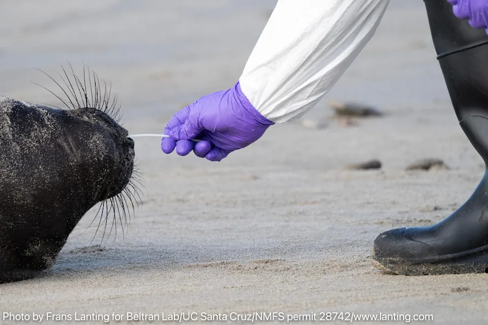 Alarm u Kaliforniji: Sedam mladunaca slonovskih foka pozitivno na H5N1