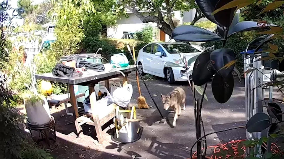 Toddler Chase In Pasadena: Surveillance Shows Coyote Pursuing 3-Year-Old in Broad Daylight