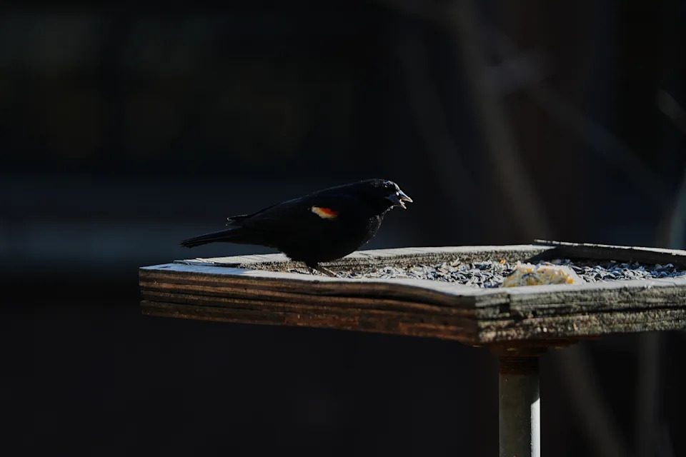 Milijarde Ptice Nestaju: Pad Populacija U Severnoj Americi Ubrzava — Naučnici Krive Poljoprivredu i Zagrevanje