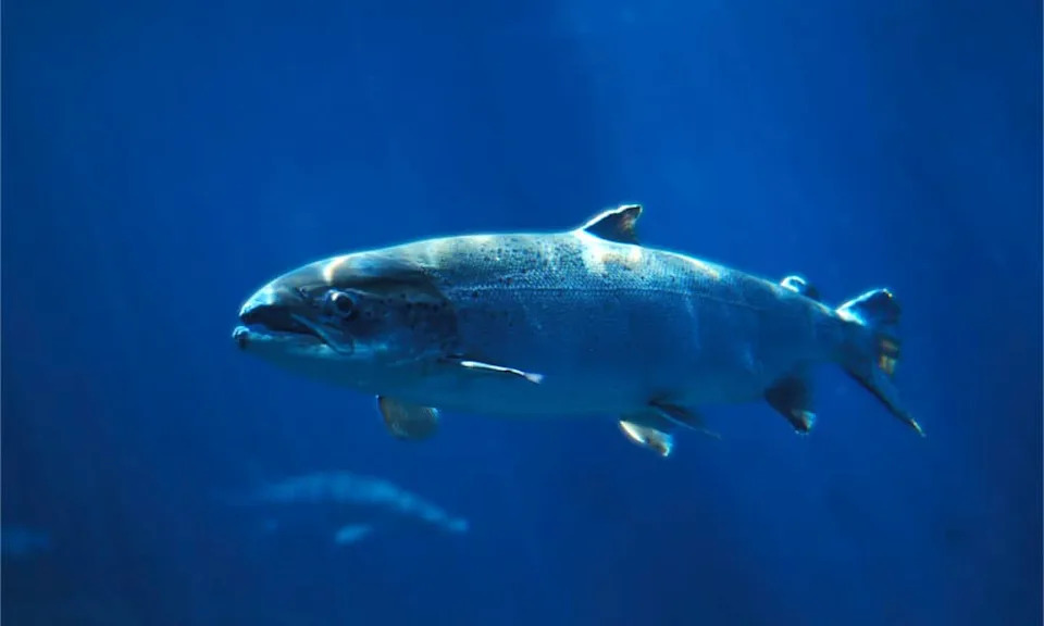 Kako gradska noćna svetla utiču na ajkule: Prvo merenje melatonina u divljini