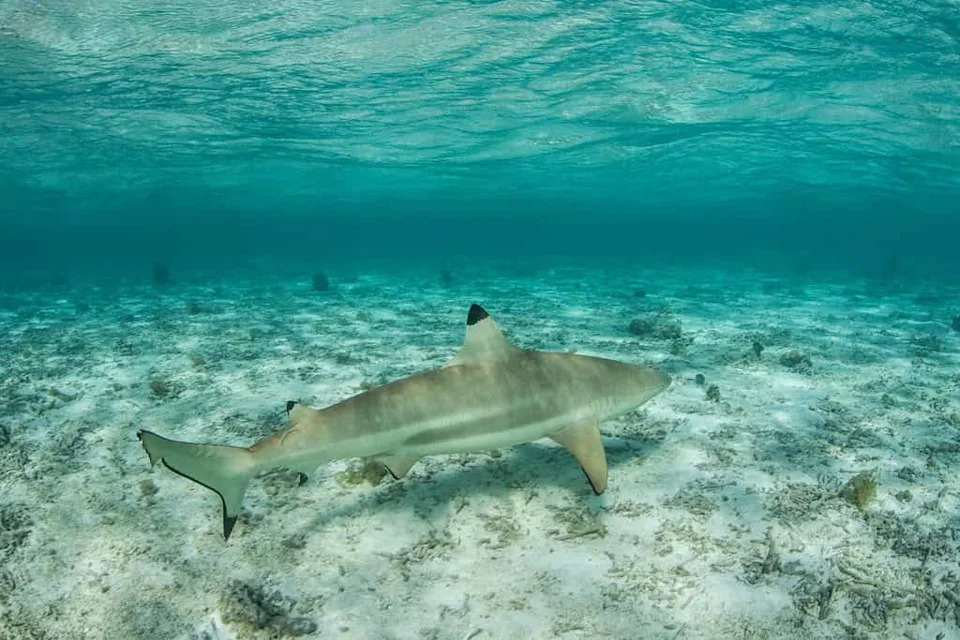 Kako gradska noćna svetla utiču na ajkule: Prvo merenje melatonina u divljini