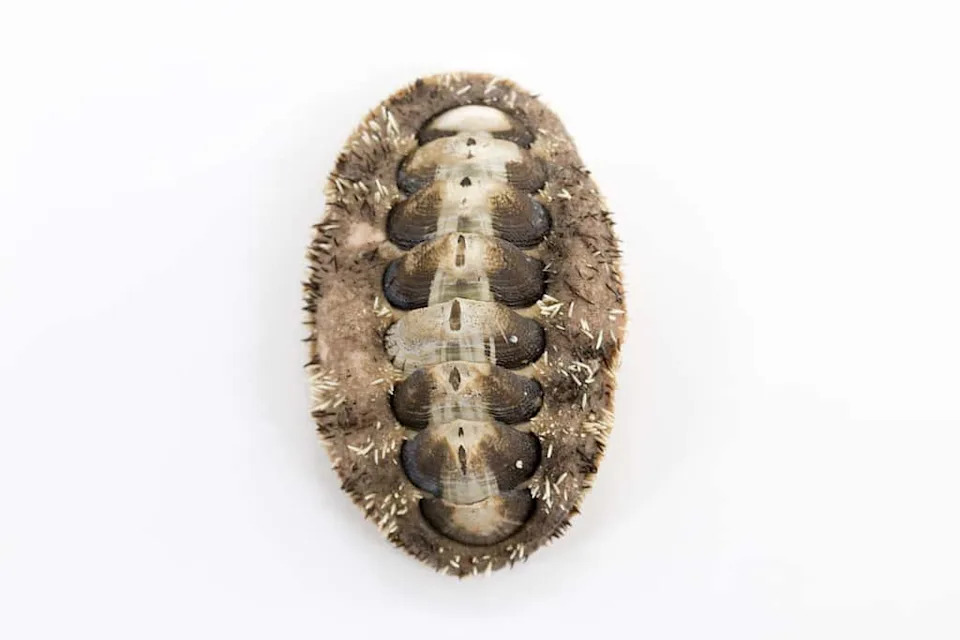 Greben Veličine Vatikana i „Narodni Hiton“: Kako ROV SuBastian Otkriva Dubine Argentine (2026)