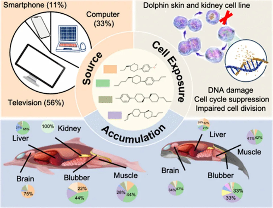 Elektronski Otpad Ulazi U Mozgove Delfina: Novi Dokazi Pozivaju Na Hitnu Akciju