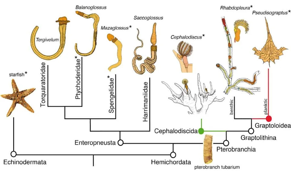 Evolucijska Tajna Krakova Morskih Zvezda: Kako Su Glava I Senzori Postali Petokraki