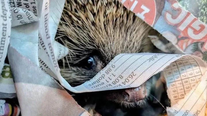 How Winter Flooding and Storms Are Devastating Wildlife Across the South West