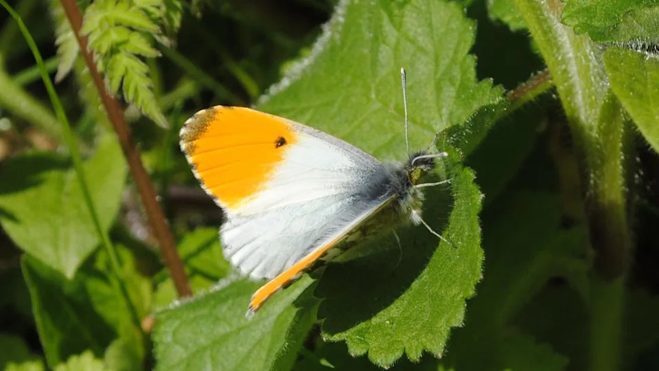How Winter Flooding and Storms Are Devastating Wildlife Across the South West