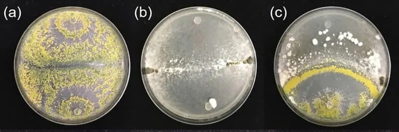 Prirodni štit iz zemlje: gljiva koja vazdušnim isparenjima zaustavlja opasne plesni