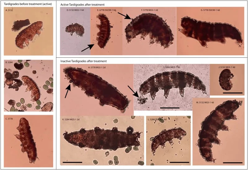 Tardigradi i voda: Šta otkriva štetan MGS-1 za uzgoj hrane i planetarnu zaštitu na Marsu
