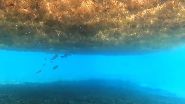 Veliki Sargassum Pojas: 37,5 miliona tona „braon trave” preko Atlantika izaziva zabrinutost