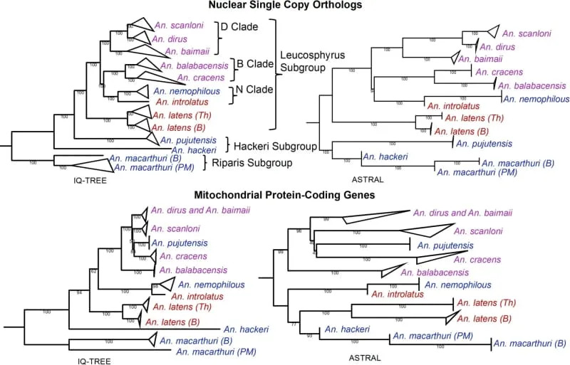 Ancient Taste For Humans: Mosquitoes May Have Evolved Human-Biting 1.6–2.9 Million Years Ago