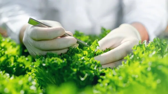 5 načina na koje biotehnologija već jača globalnu proizvodnju hrane