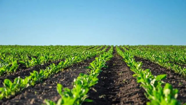 5 načina na koje biotehnologija već jača globalnu proizvodnju hrane