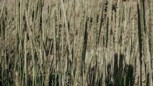 5 načina na koje biotehnologija već jača globalnu proizvodnju hrane