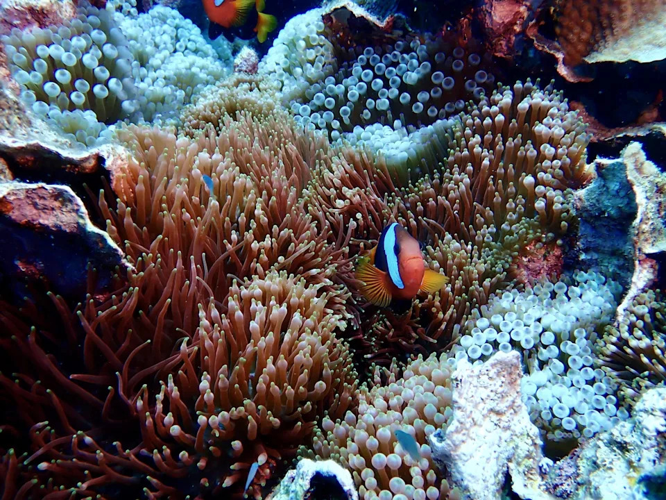 Otkrivena Najveća Dokumentovana Koralna Kolonija Na Velikom Koralnom Grebenu