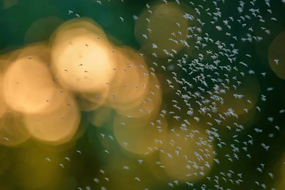 Čak i na Antarktiku: mikroplastika preti jedinom autohtonom insektu