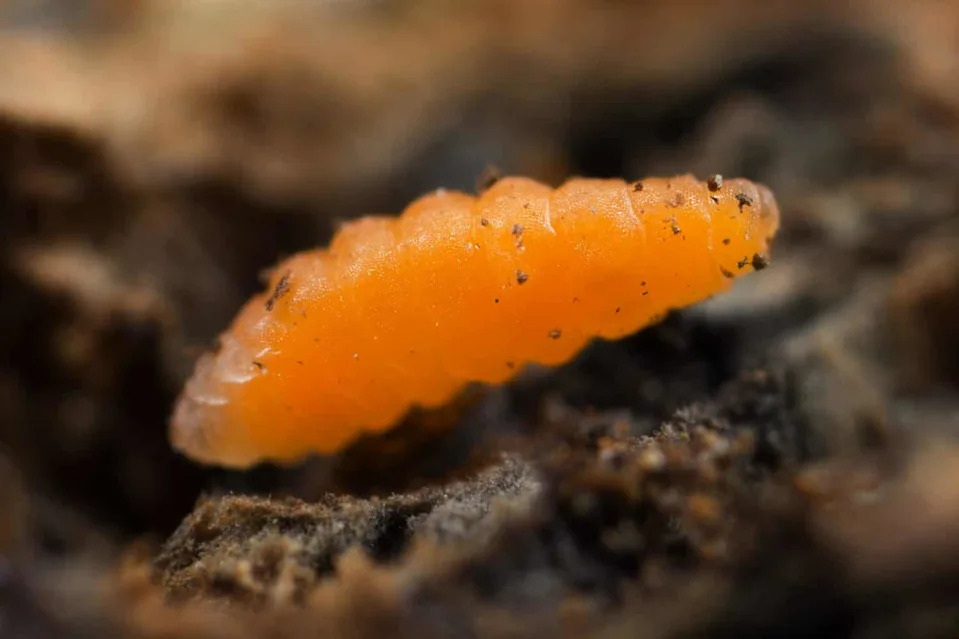 Čak i na Antarktiku: mikroplastika preti jedinom autohtonom insektu
