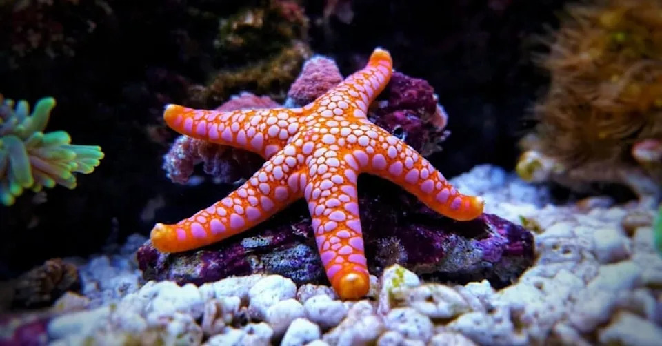 Kako je „glava“ postala petokraka: Evoluciona misterija krakova morskih zvezda