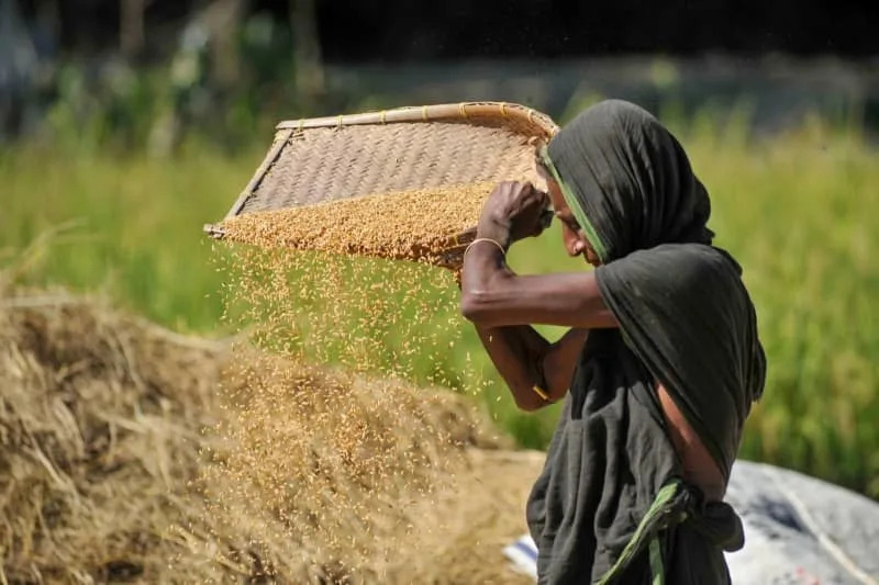 Jeftiniji i „čišći“ pirinač: gen koji može smanjiti potrebu za hemijskim đubrivima