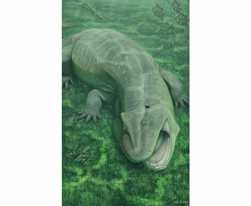 Pronađena 'uvrnuta' vilica praistorijskog tetrapoda — otkrivena nova vrsta Tanyka amnicola