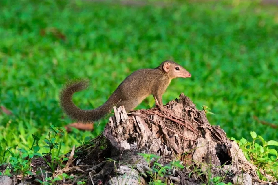 Zašto slonovi ne jedu 1.000 puta više od miševa: šta nam govori Kleiberov zakon