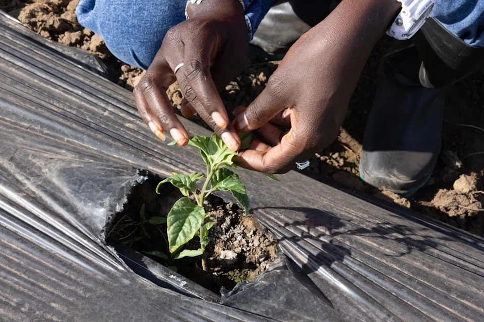 Kako TikTok Menja Poljoprivredu u Zapadnoj Africi: Farmeri Prodaju Direktno i Uče Online