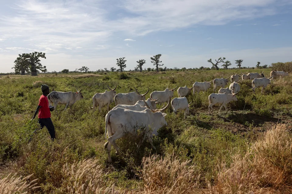 Kako TikTok Menja Poljoprivredu u Zapadnoj Africi: Farmeri Prodaju Direktno i Uče Online