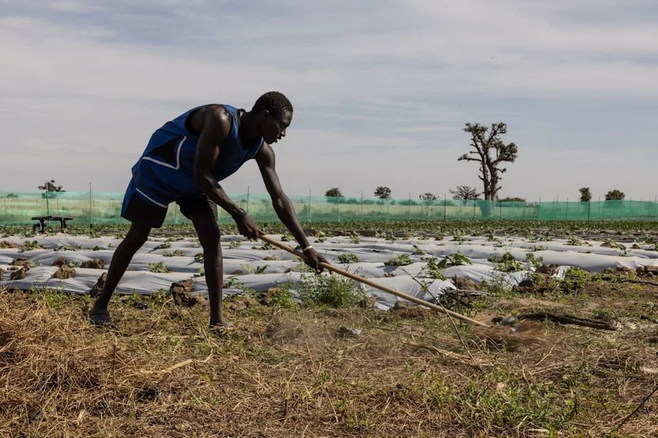 Kako TikTok Menja Poljoprivredu u Zapadnoj Africi: Farmeri Prodaju Direktno i Uče Online