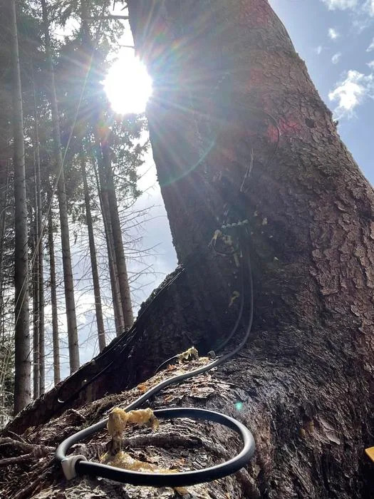 Smrče „Predvidele“ Pomračenje? Kontroverza Nakon Eksperimenta u Dolomitima