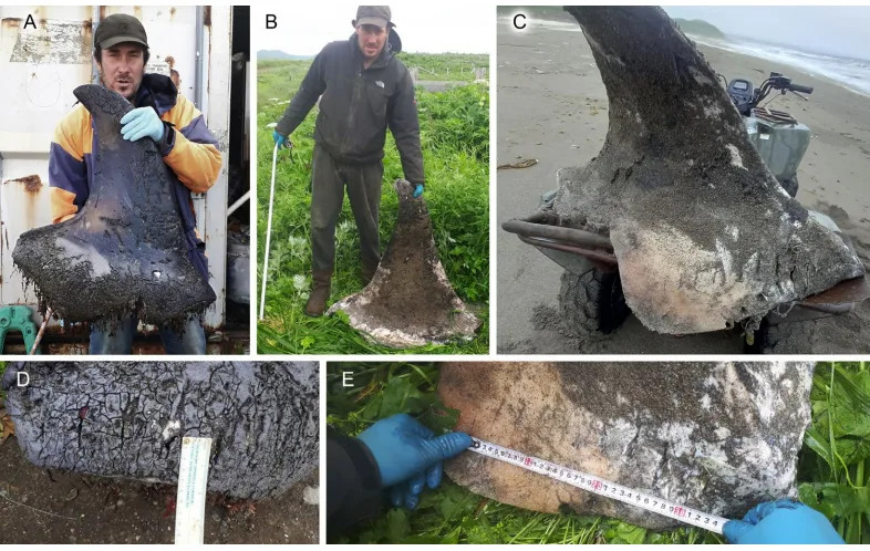 Izgrizene Peraje Orki Na Ruskoj Obali Mogu Ukazivati Na Kanibalizam — Naučnici Povezuju To Sa Čvrstim Porodičnim Grupama