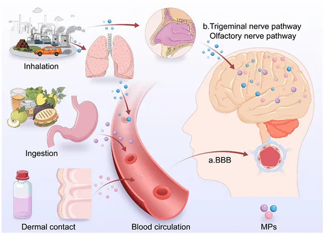 Mikroplastika Može Podsticati Parkinsonovu Bolest — Naučnici Upozoravaju