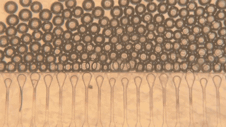 MIT Razvio Injektabilne „Satelitske Jetre“ — Mala Niša Koja Može Dati Dodatnu Funkciju Jetre