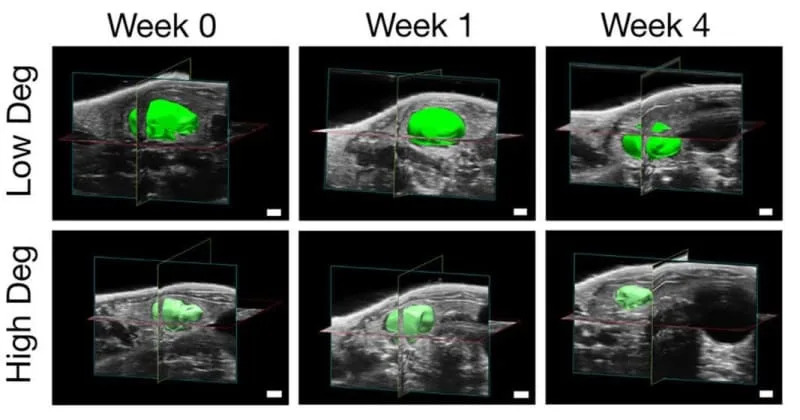MIT Razvio Injektabilne „Satelitske Jetre“ — Mala Niša Koja Može Dati Dodatnu Funkciju Jetre